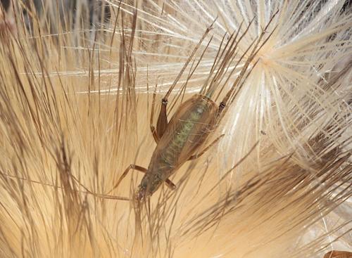 Réf. 293 569 : Oecanthus pellucens pellucens